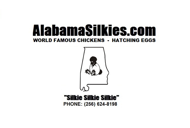 "Silkie Silkie Silkie" *SHOW QUALITY* NPIP - 12+SILKIE CHICKEN HATCHING EGGS 